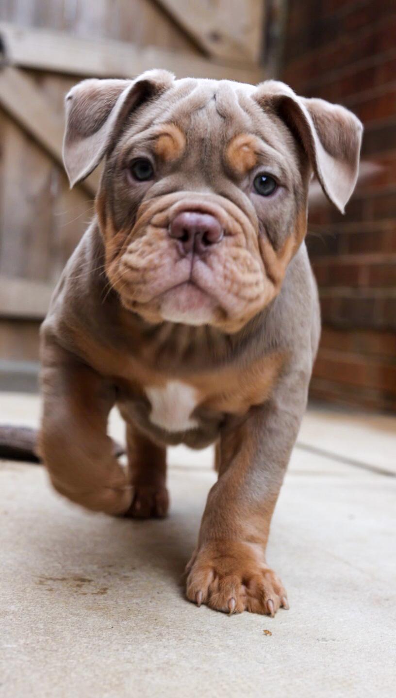 Happy Bulldogge family