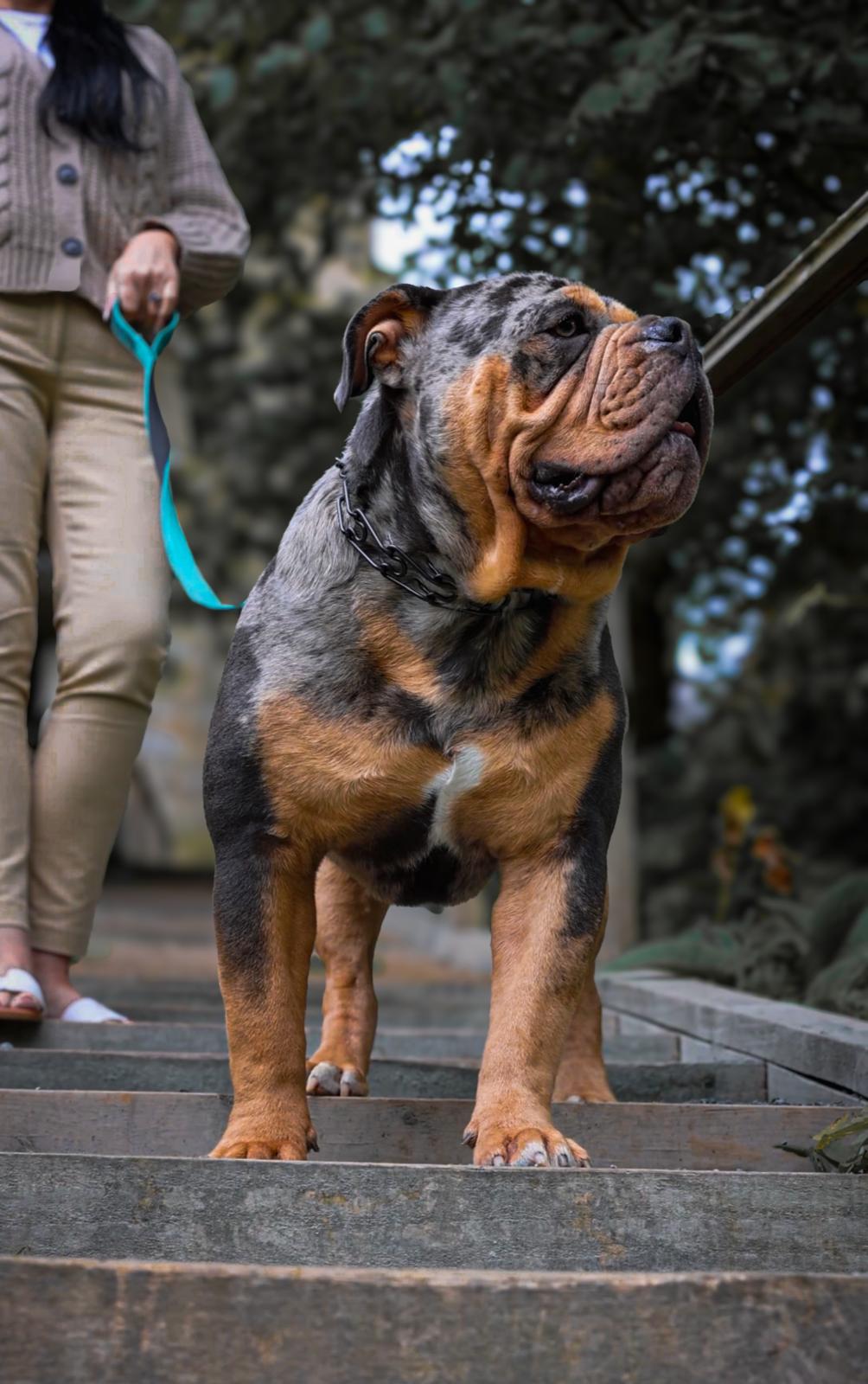 Olde English Bulldogge Blue Tri Merle