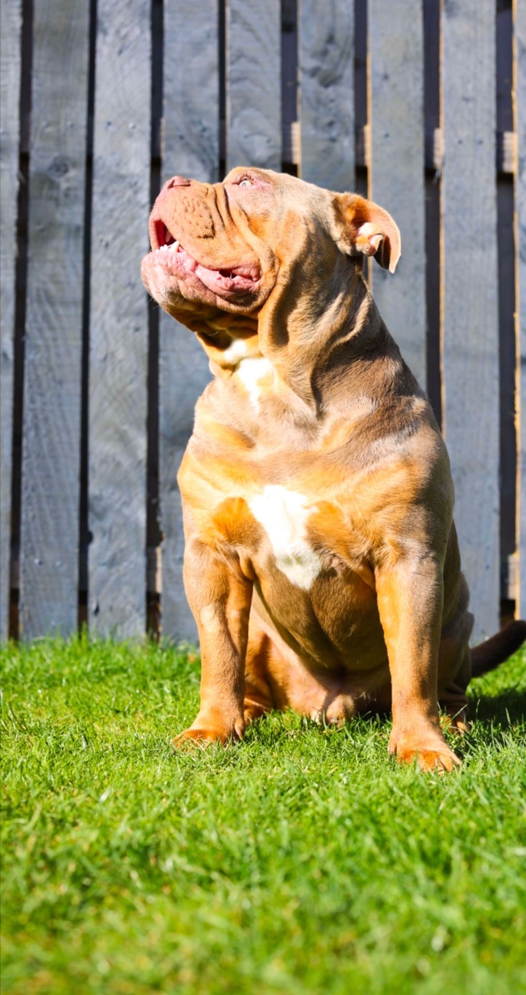 Olde English Bulldogge Lilac & Tan