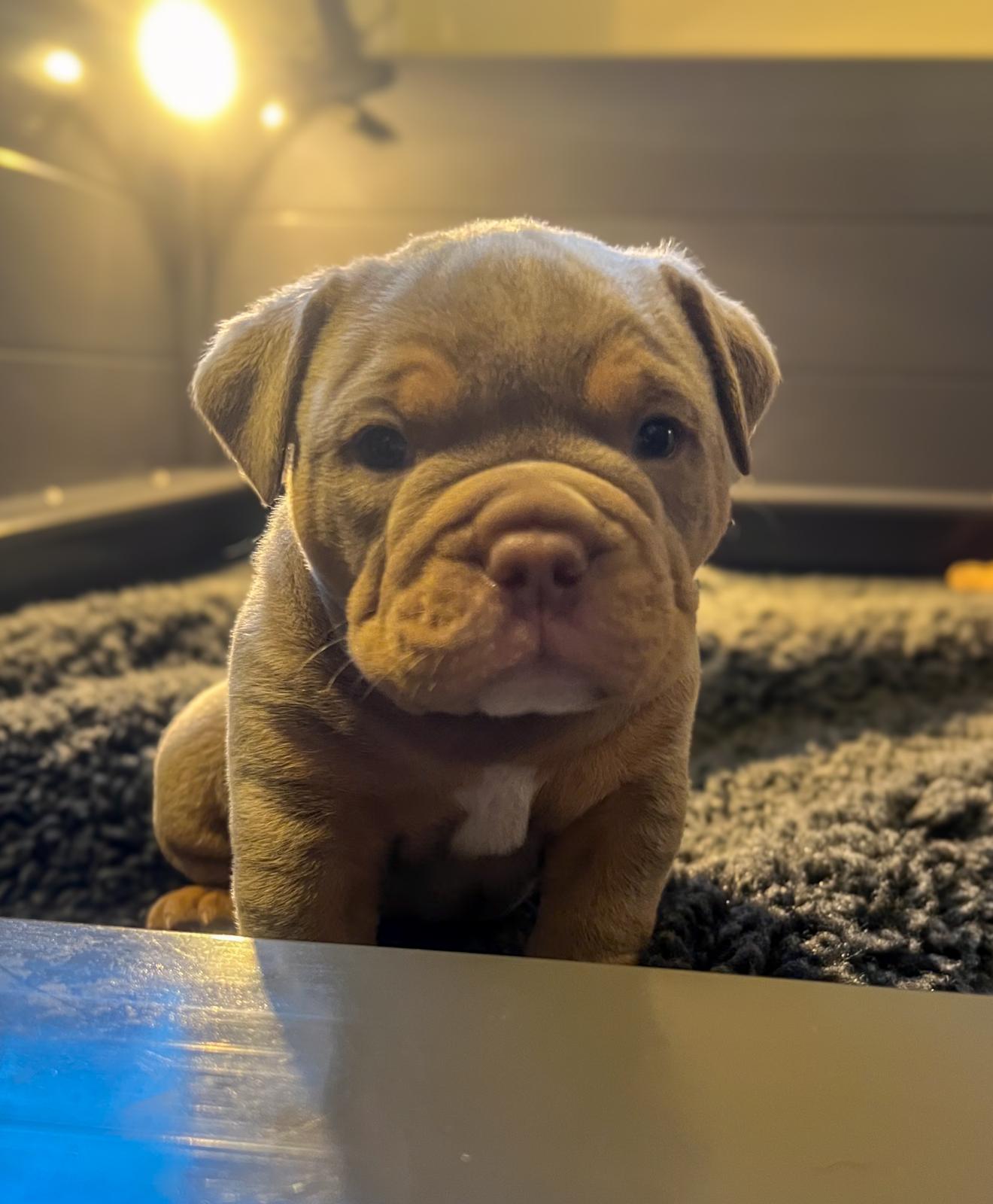 Bulldogge