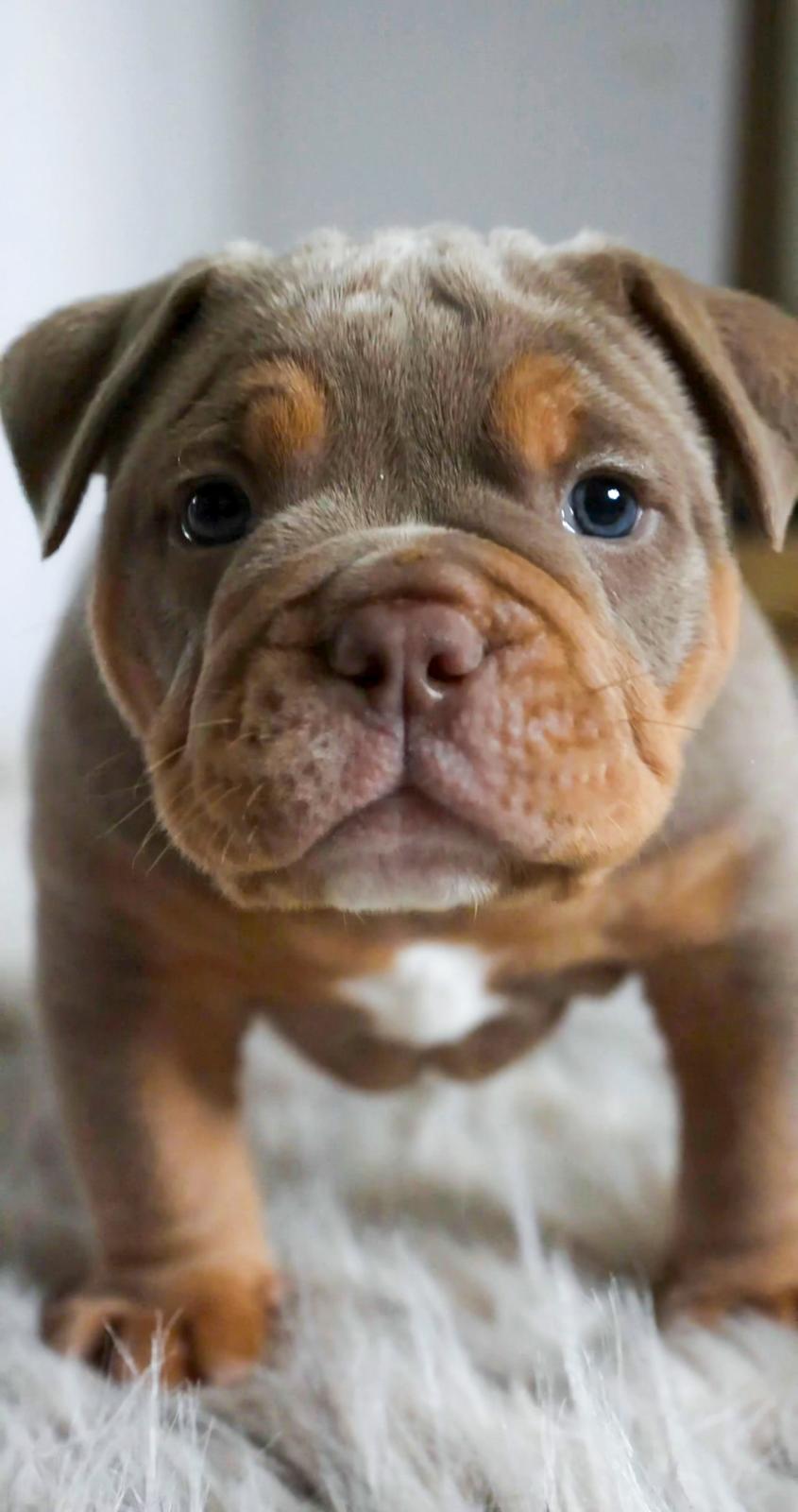 Bulldogge
