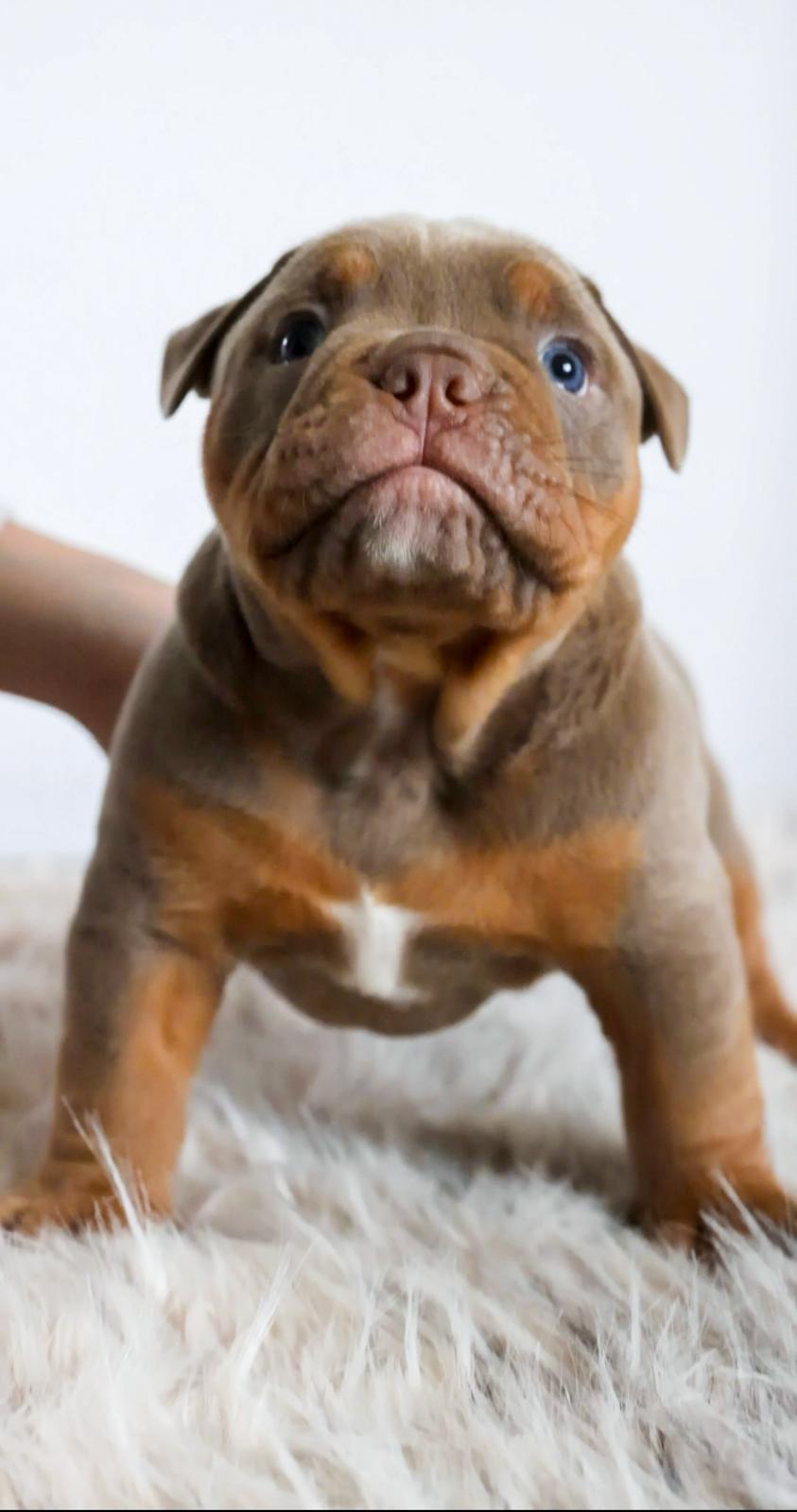 Bulldogge