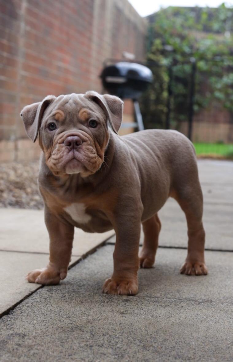 Bulldogge
